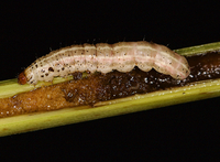 Franclemontia interrogans