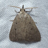 Gabara unidentified species