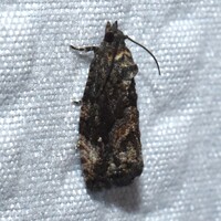 Gymnandrosoma punctidiscanum