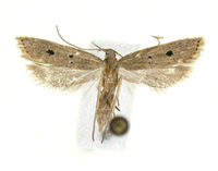 Helcystogramma melanocarpa