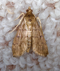 Herpetogramma phaeopteralis