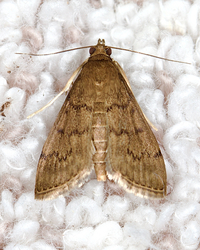 Herpetogramma phaeopteralis