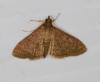 Herpetogramma phaeopteralis