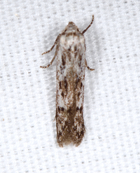 Hypatopa vestaliella