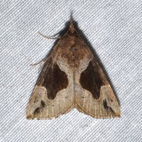 Hypena manalis