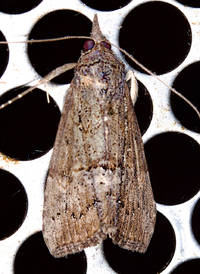 Hypena scabra