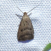 Hypenodes fractilinea