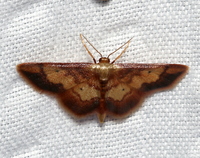 Idaea demissaria