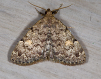 Idia aemula