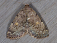 Idia aemula