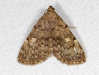 Idia aemula