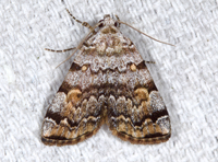 Idia americalis