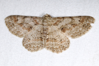 Iridopsis defectaria