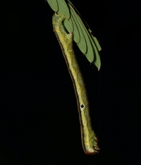 Iridopsis humaria