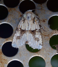 Lacinipolia implicata