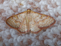 Leptostales pannaria