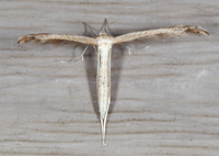 Lioptilodes albistriolatus