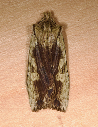 Lithophane patefacta