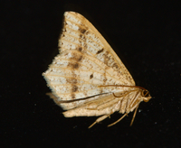 Macaria bisignata