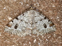 Macaria pinistrobata