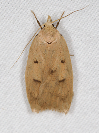 Machimia tentoriferella