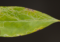 Marmara new species 1 - on Symplocos