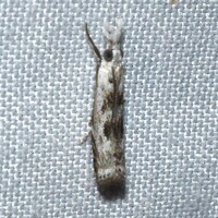 Microcrambus minor