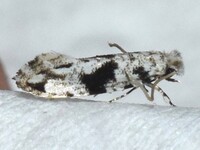 Nemapogon angulifasciella