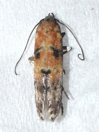 Nepotula secura