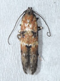 Nepotula secura