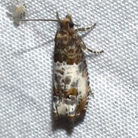 Notocelia rosaecolana