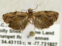 Olethreutes new species near appendiceum (CP-2)