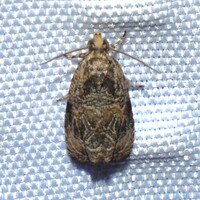 Olethreutes unidentified species