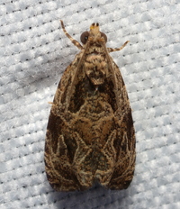 Olethreutes unidentified species