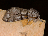 Panthea furcilla
