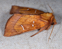 Papaipema speciosissima