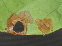 Paraclemensia acerifoliella