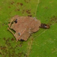 Paraclemensia acerifoliella
