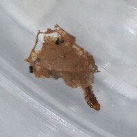 Paraclemensia acerifoliella