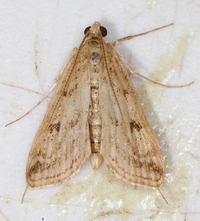 Parapoynx allionealis