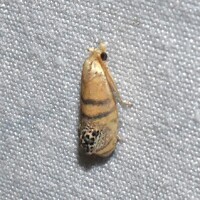 Pelochrista fraudabilis