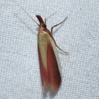Peoria approximella