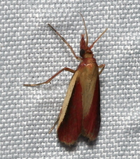 Peoria approximella