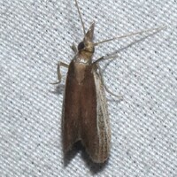 Peoria bipartitella