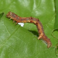 Phigalia strigataria