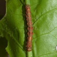 Phigalia strigataria