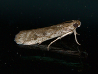 Phycitodes mucidella