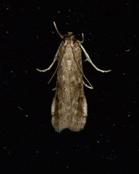Phycitodes mucidella