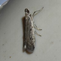 Phycitodes mucidella