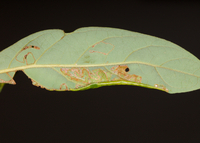 Phyllocnistis subpersea